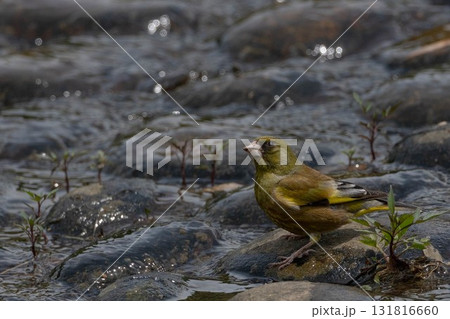 水辺にいるカワラヒワ 131816660