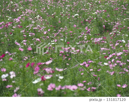 コスモス畑 コスモス畑 131817120