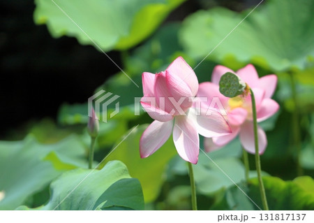 可愛い ハスの花 可愛い ハスの花 131817137