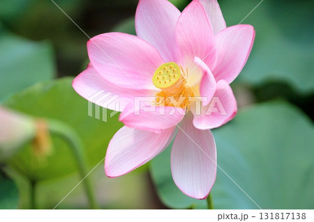 可愛い ハスの花 可愛い ハスの花 131817138