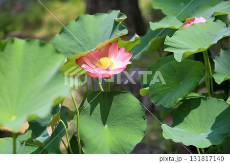 ハスの花 131817140