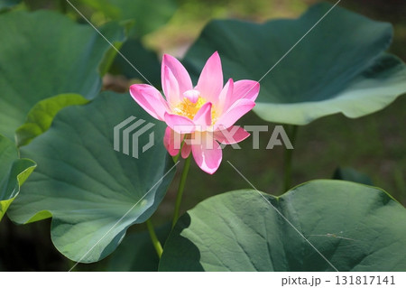 可愛い　ハスの花 131817141