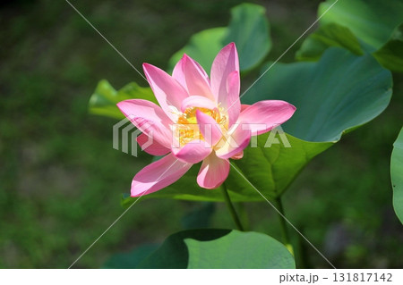 可愛い ハスの花 可愛い ハスの花 131817142