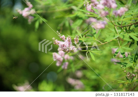 爽やか　セイヨウニンジンボクの花 131817143