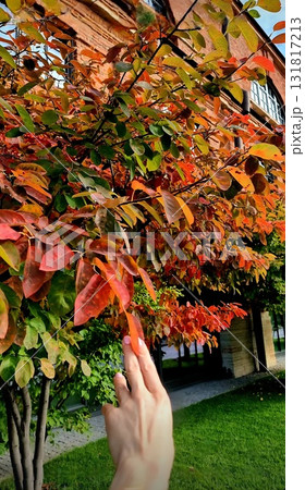 Hand reaches to touch vibrant red autumn leaves. 131817213
