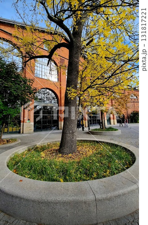 Yellow autumn tree in a modern urban plaza. 131817221
