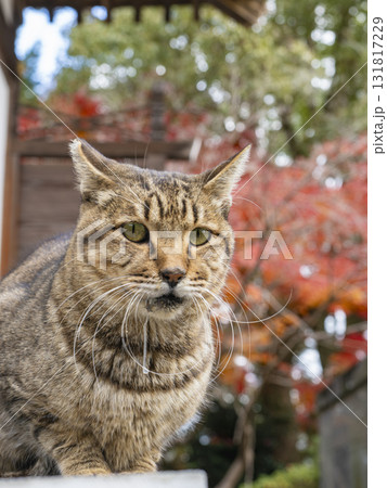 紅葉に映える秋の猫姿 紅葉に映える秋の猫姿 131817229