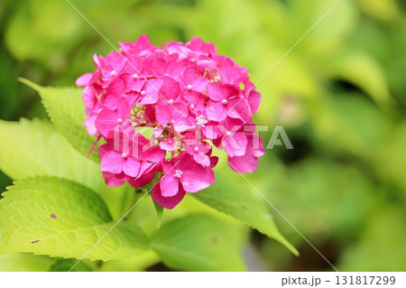 可愛い 紅色アジサイの花 可愛い 紅色アジサイの花 131817299