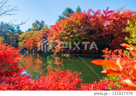 軽井沢・雲場池(秋) 軽井沢・雲場池(秋) 131817379