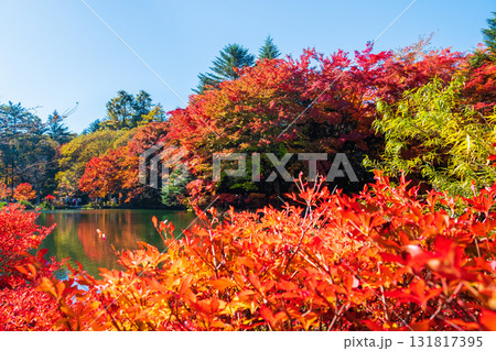 軽井沢・雲場池（秋） 131817395