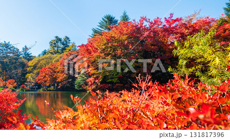 軽井沢・雲場池（秋） 131817396