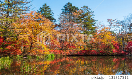 軽井沢・雲場池(秋) 軽井沢・雲場池(秋) 131817511