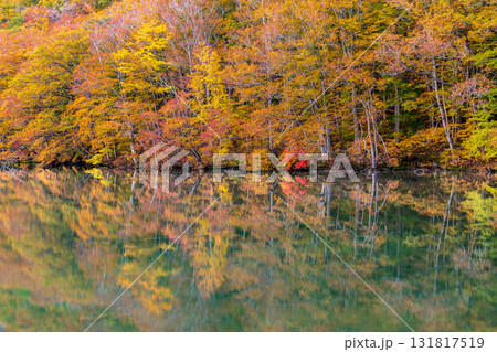 「青森県」紅葉した美しい蔦沼の風景 131817519
