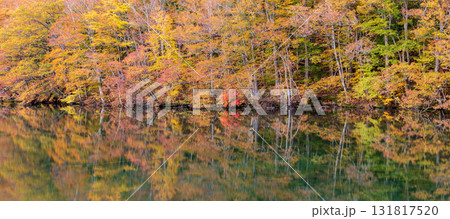 「青森県」紅葉した美しい蔦沼の風景 131817520