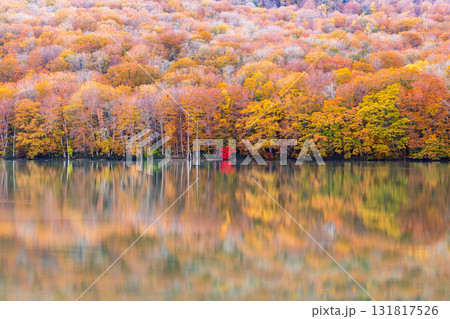 「青森県」紅葉した美しい蔦沼の風景 131817526