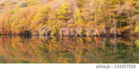 「青森県」紅葉した美しい蔦沼の風景 131817528