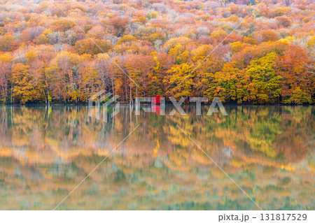 「青森県」紅葉した美しい蔦沼の風景 131817529