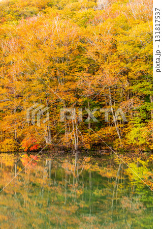 「青森県」紅葉した美しい蔦沼の風景 131817537