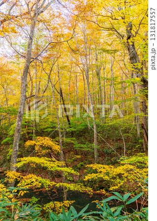 「青森県」紅葉した美しい蔦沼の風景 「青森県」紅葉した美しい蔦沼の風景 131817557
