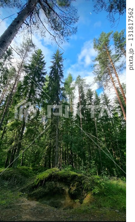 Tall pine trees reaching up to a blue cloudy sky. 131817562
