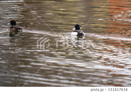公園の池で羽を休めているキンクロハジロ 131817616