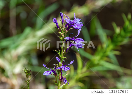 有毒植物と知られるサワギキョウ【キキョウ科】 有毒植物と知られるサワギキョウ【キキョウ科】 131817653