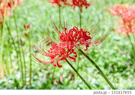 秋の始まりを告げる緑の中の赤い曼珠沙華【彼岸花】 秋の始まりを告げる緑の中の赤い曼珠沙華【彼岸花】 131817655