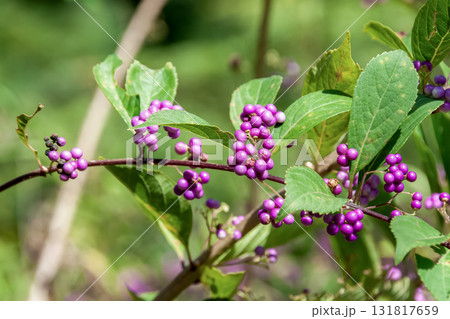 きれいな紫の実を実らせるコムラサキ【シソ科】 きれいな紫の実を実らせるコムラサキ【シソ科】 131817659