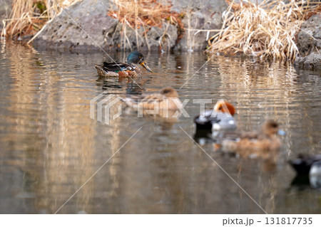 公園の池で羽を休めているハシビロガモ 131817735
