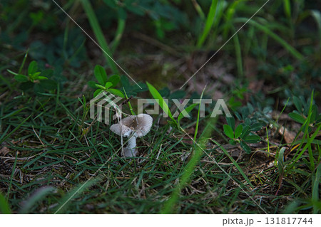 ゆりの里公園・もうひとつの秋 131817744