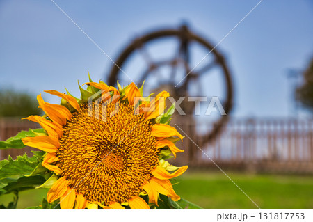 ゆりの里公園・もうひとつの秋 ゆりの里公園・もうひとつの秋 131817753