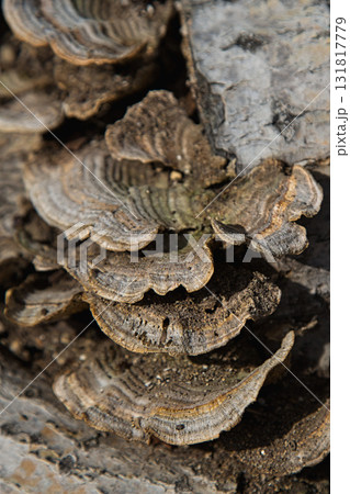 ゆりの里公園・もうひとつの秋 ゆりの里公園・もうひとつの秋 131817779