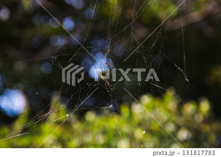 ゆりの里公園・もうひとつの秋 131817781