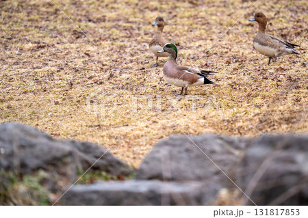 公園の草地で羽を休めているアメリカヒドリ 公園の草地で羽を休めているアメリカヒドリ 131817853