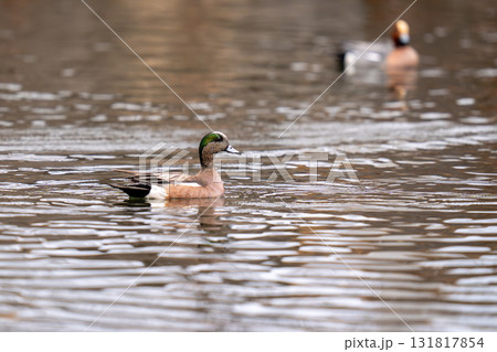 公園の池で羽を休めているアメリカヒドリ 131817854