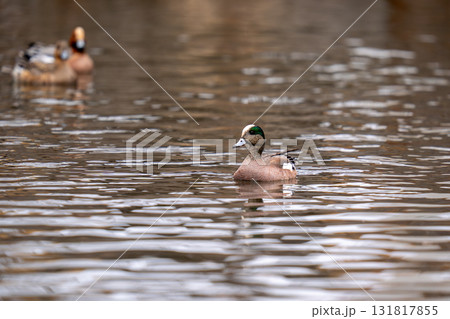 公園の池で羽を休めているアメリカヒドリ 131817855