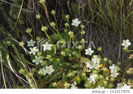 コウメバチソウ：高山植物の白い花の群落／長野県白馬村八方尾根・9月 131817970
