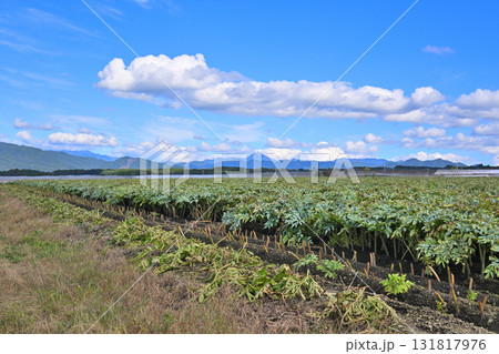 赤城高原コンニャク畑からの風景　赤城高原　昭和村 131817976