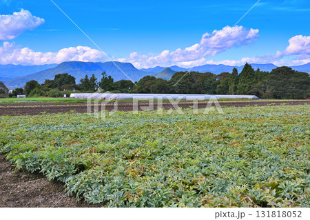 上越の山並 赤城高原コンニャク畑からの風景 赤城高原 昭和村 上越の山並 赤城高原コンニャク畑からの風景 赤城高原 昭和村 131818052