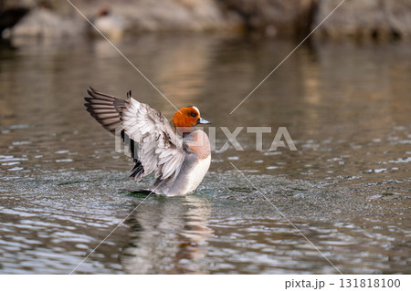 公園の池で羽ばたいているヒドリガモ 131818100
