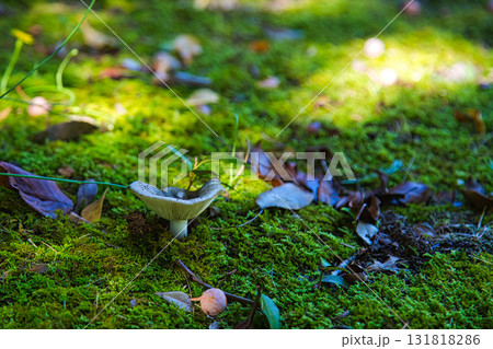 福井県グリーンセンターもうひとつの秋 131818286