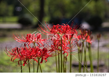 福井県グリーンセンターもうひとつの秋 131818287