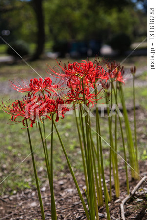 福井県グリーンセンターもうひとつの秋 131818288