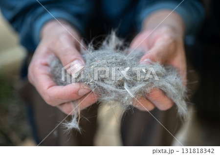 Woman holding cat's hair after pulling it from a vacuum dust filter. Animal hair allergies principally affect the breathing and the skin with symptoms such as itching, redness etc. 131818342