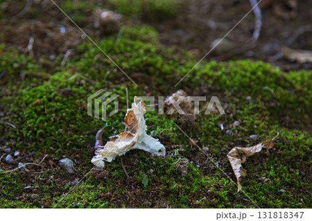 福井県グリーンセンターもうひとつの秋 131818347