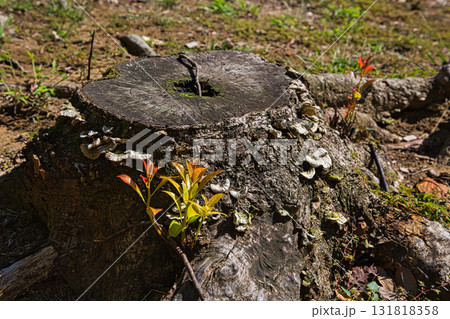 福井県グリーンセンターもうひとつの秋 131818358