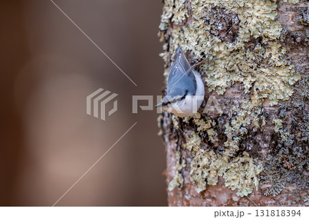 木の幹にとまってあたりの様子を伺っているゴジュウカラ 木の幹にとまってあたりの様子を伺っているゴジュウカラ 131818394