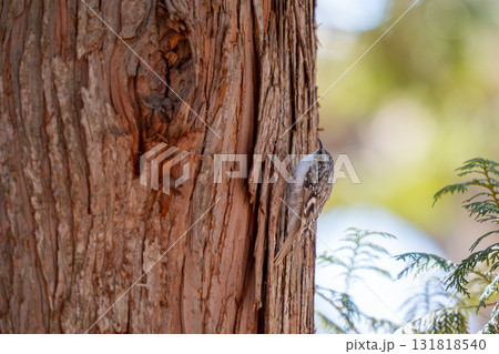 樹をのぼりながら餌を探しているキバシリ 131818540