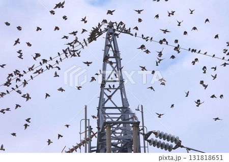 ムクドリ 131818651