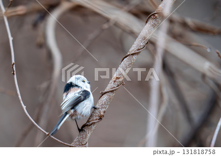 木の枝にとまって餌を探しているシマエナガ 131818758